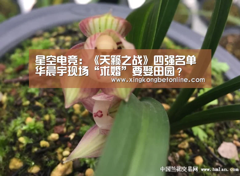 星空电竞:《天籁之战》四强名单 华晨宇现场“求婚”要娶田园?(图2) 星空体育